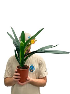 Klivie Clivia Miniata