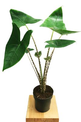 Alocasia Zebrina