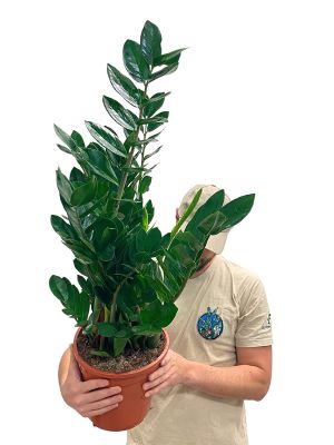 Glücksfeder Zamioculcas Zamiifolia
