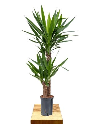 Hydro - Palmlilie Yucca Elephantipes
