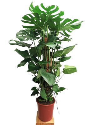 Monstera deliciosa Moosstab