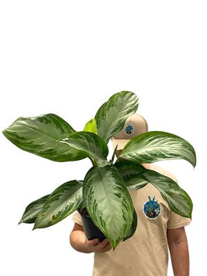 Aglaonema Silver Bay
