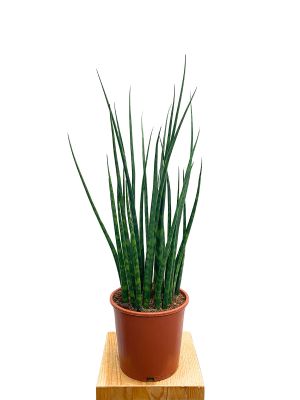 Bogenhanf Fernwood