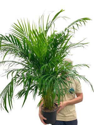 Dypsis Areca Goldfruchtpalme
