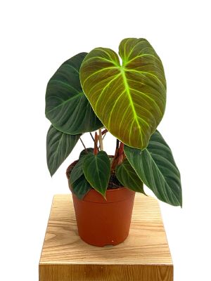 Philodendron El Choco Red