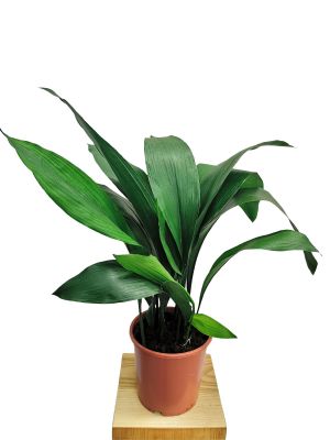 Schusterpalme Aspidistra Elatior