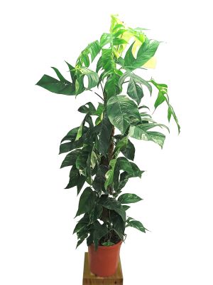 Epipremnum pinnatum Albo Variegata