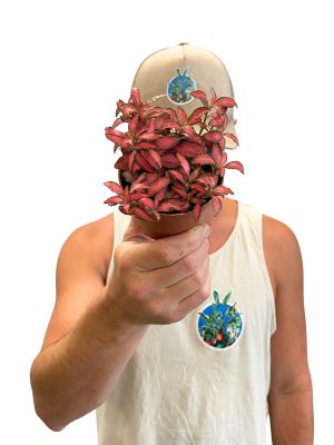 Fittonia Forest Flame