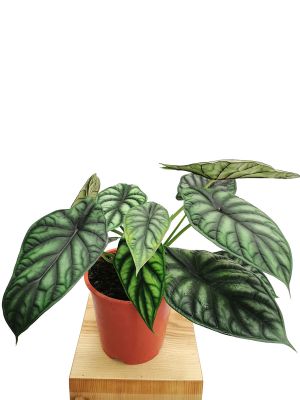 Alocasia Dragon Scale