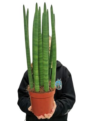 Bogenhanf Sansevieria Straight XL