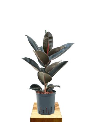 Hydro - Gummibaum Ficus elastica Abidjan