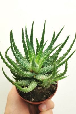 Aloe humilis