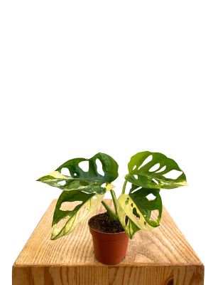 Baby Monstera Adansonii Variegata