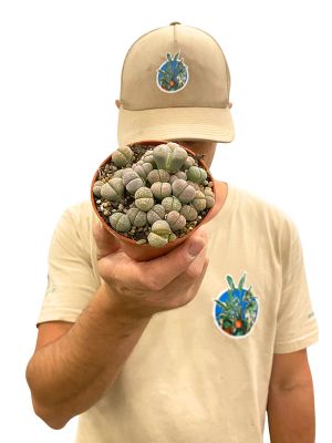 Lebende Steine Lithops