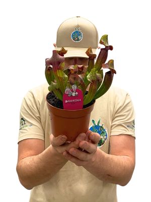 Schlauchpflanze Sarracenia Tess