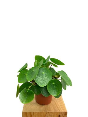 Ufopflanze Pilea Peperomoides