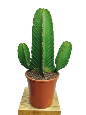 Euphorbia Ingens - Fat