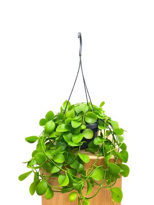 Hänger - Dischidia Oiantha