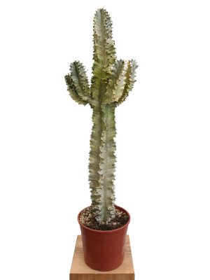 Euphorbia Ingens Marmorata