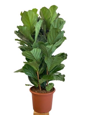 Geigenfeige Ficus lyrata Tuff - Ø34 cm