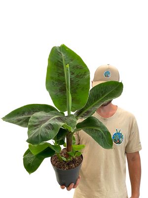 Zimmerbanane Musa Dwarf Cavendish