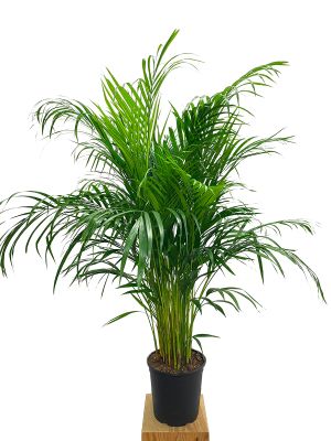 Areca Goldfruchtpalme
