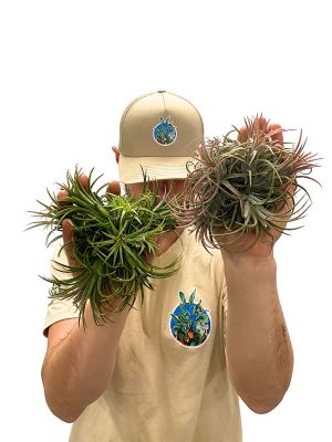 Tillandsia Ionantha  Duo Clumb  - Gross