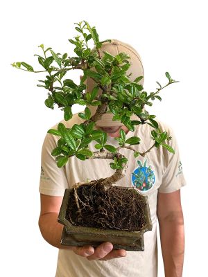 Bonsai Carmona Microphylla - Ø15cm