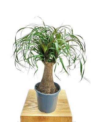 Elefantenfuss Beaucarnea Recurvata