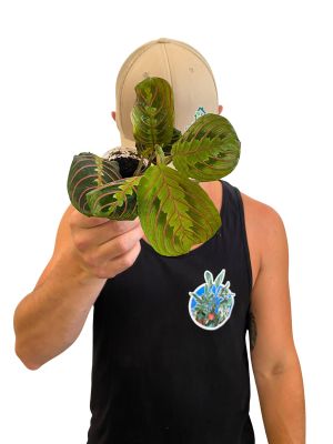 Baby Maranta Leuconeura Tricolor
