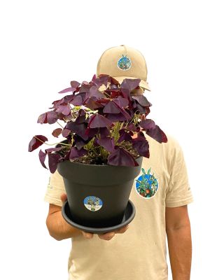 Roter Glücksklee Oxalis Triangularis