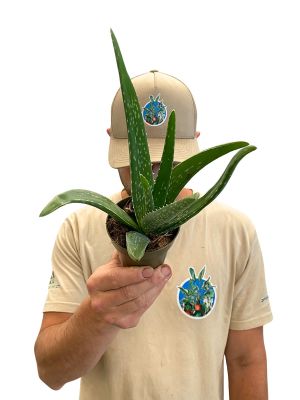 Aloe Vera Bio - Klein