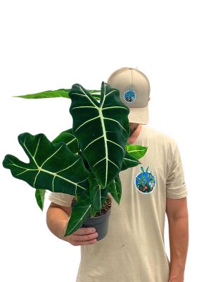 Alocasia Frydek