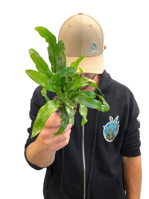 Baby Microsorum Diversifolium Pteropus®