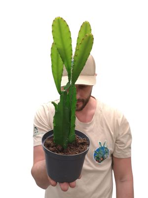 Orchideenkaktus Epiphyllum Ackermannii