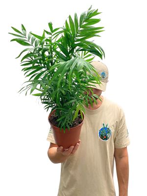 Bergpalme Chamaedorea Elegans