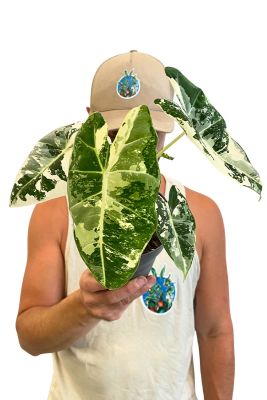 Alocasia Frydek Variegata 30cm