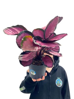 Calathea Roseopicta Crimson