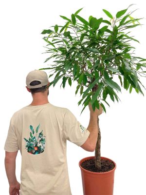 Ficus Amstel King Stamm