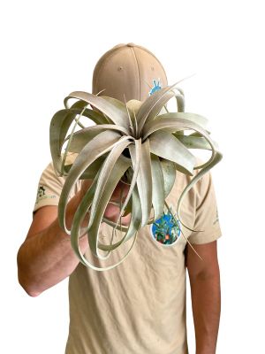 Tillandsia Xerographica