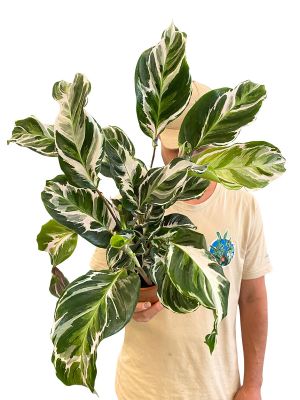 Calathea White Fusion