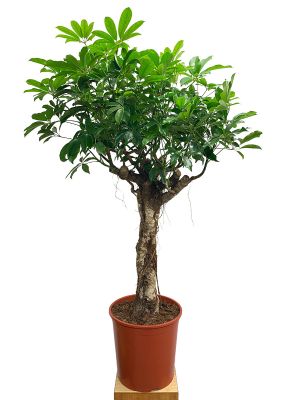 ALT: Schefflera arboricola Compacta Stamm