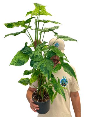 Syngonium Mottled Moosstab