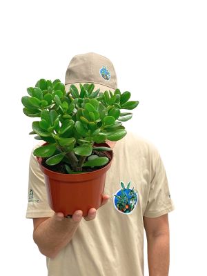 Geldbaum Crassula Ovata