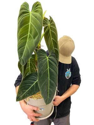 Philodendron Melanochrysum Moosstab