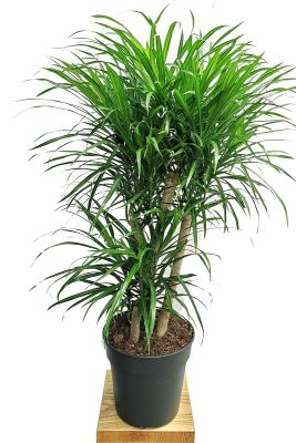 Dracaena Anita verzweigt
