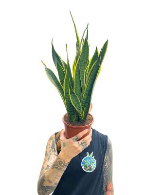 Bogenhanf Sansevieria Laurentii - Ø14 cm