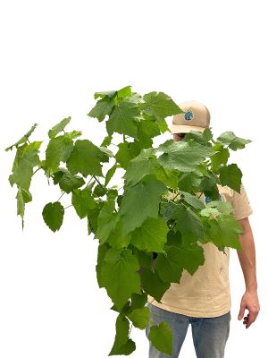 Zimmerlinde Sparmannia Africana