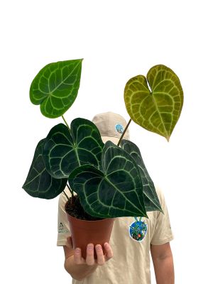 Anthurium Clarinervium