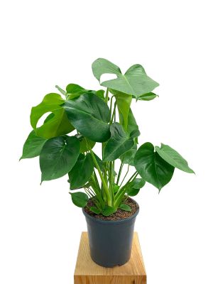 Monstera deliciosa